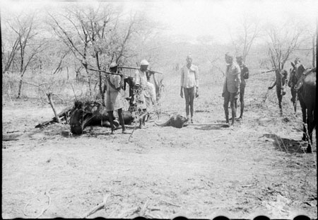 Nuer porters with buffalo