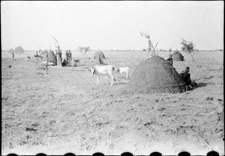 Nuer cattle camp