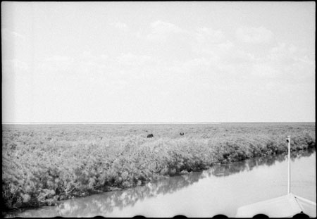 Elephants in Western Nuerland