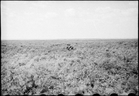 Elephants in Western Nuerland