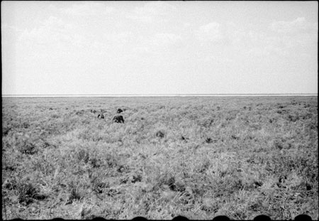 Elephants in Western Nuerland