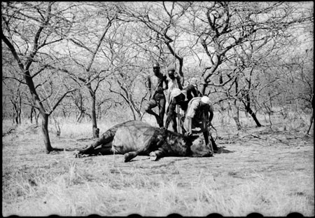 Buffalo hunt in Nuerland