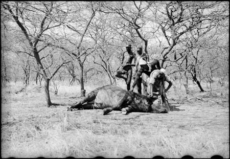 Buffalo hunt in Nuerland