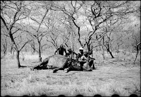 Buffalo hunt in Nuerland