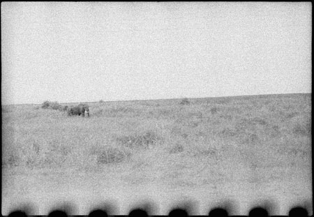 Elephants in western Nuerland