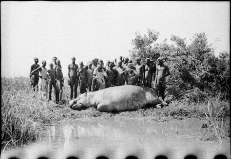 Nuerland Lagoon with hippo