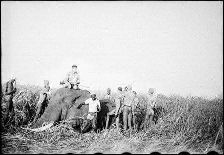 Elephant shot in Nuerland