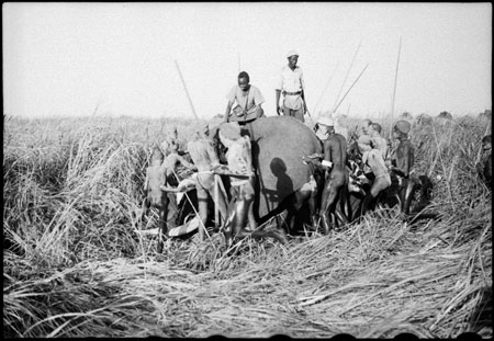 Elephant shot in Nuerland