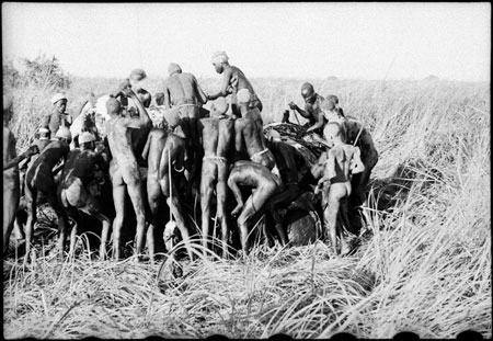 Elephant shot in Nuerland