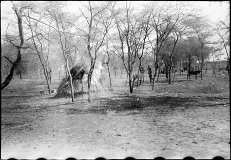 Hut in woods