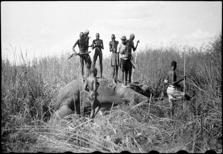 Elephant shot in Nuerland