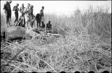 Elephant shot in Nuerland