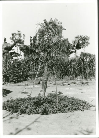 Zande medicine shrine