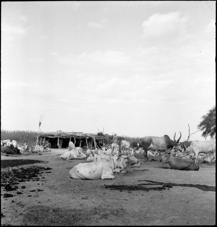 Dinka cattle camp