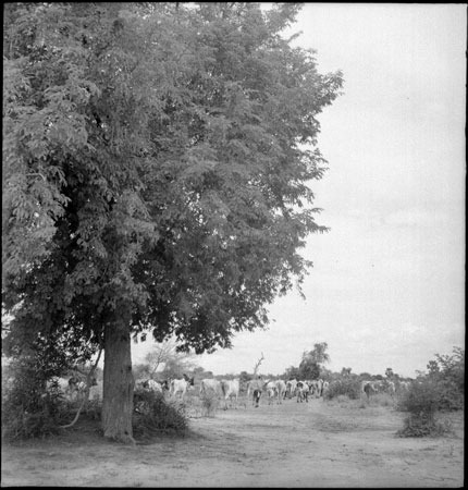 Dinka cattle herding