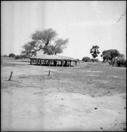 Rek Dinka wet season cattle camp