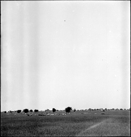 Cattle grazing in Dinkaland