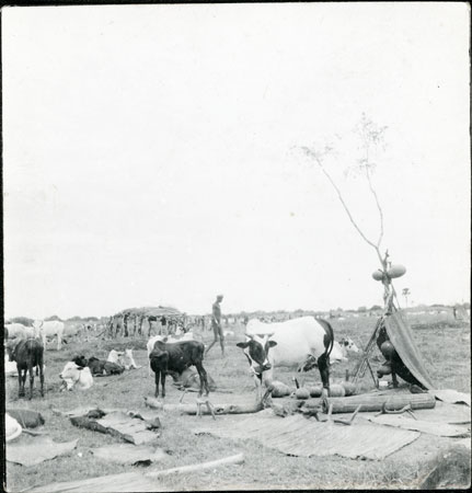 Dinka cattle camp