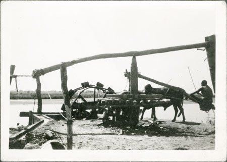 Ox-powered water wheel