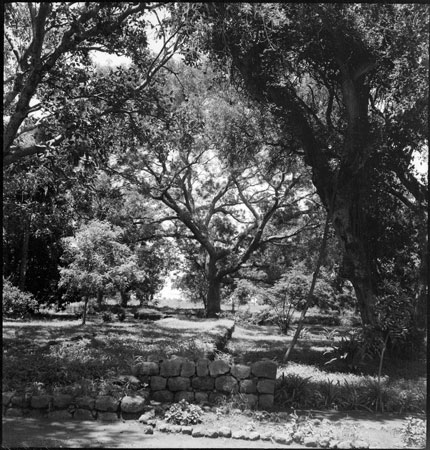 Garden in Dinkaland