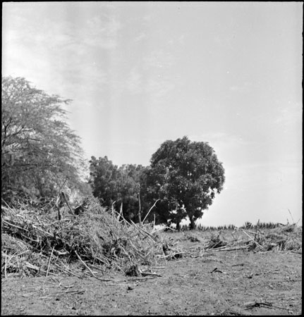 Dinka field clearance