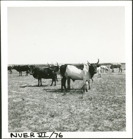 Nuer cattle grazing (1998.355.285.2) from the Southern Sudan Project