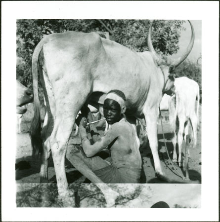 Mandari cow being milked