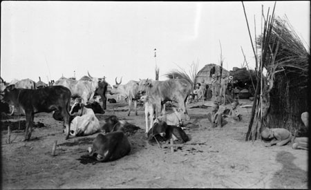 Nuer cattle camp