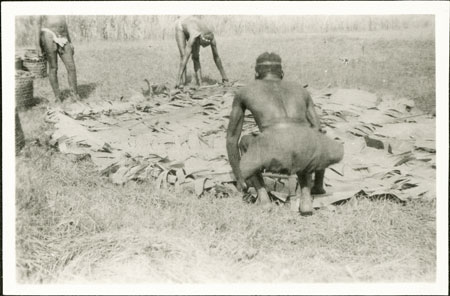 Zande beer preparation 