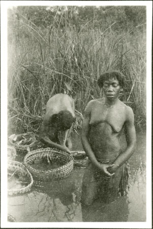 Zande women emersing grain for beer brewing