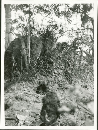 Termite mound in Zandeland