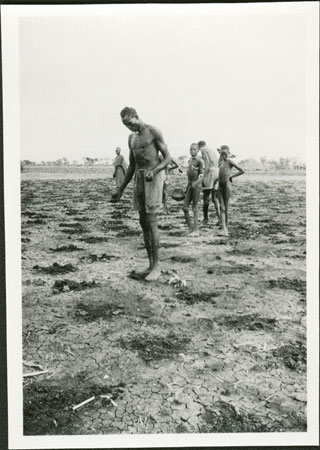 Sowing field in Anuakland