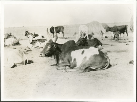 Nuer cattle