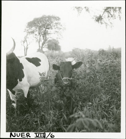 Nuer cattle 