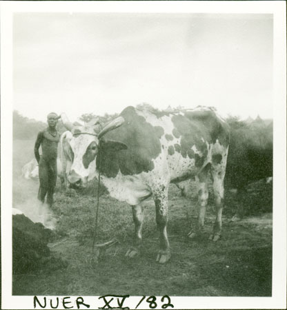 Nuer ox with trained horn