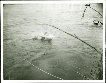 Mandari cattle crossing the Nile