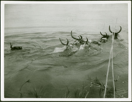 Mandari cattle crossing the Nile