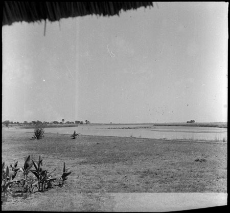 Mandari cattle crossing the Nile