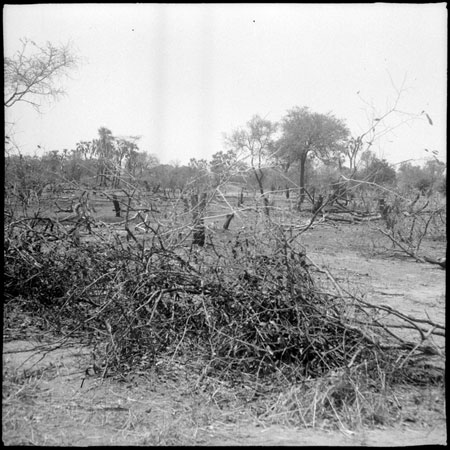 Land clearing in Mandari