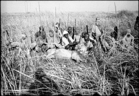 Lion shot in Nuerland