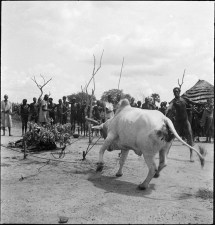 Rek Dinka ox sacrifice