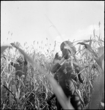 Dinka youths harvesting sorghum